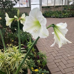 Meet your Posher, Celeste